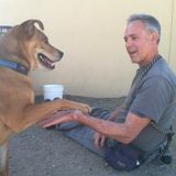 I have years of experience working with dogs and cats (and I have 4 of each).