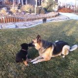 Available For a PetSitter Opportunity in Emmett