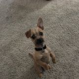 Responsible pet sitter. Open availability. Caring and loving.