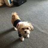 Dependable and experienced pet sitter. Let me love your pet. Available immediately.