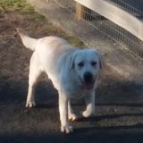 Talented Dog Walker and Pet Sitter for Hire.