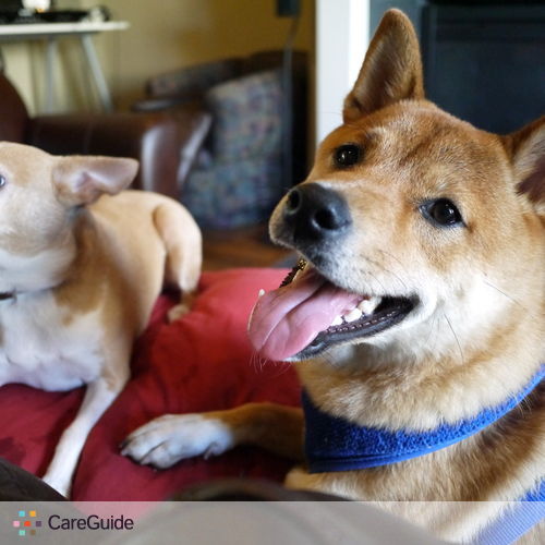 Pet Care Provider Philip Yang's Profile Picture