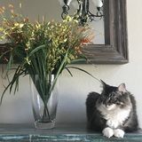 Young Pet-Sitter