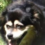 Munkskin Pet Sitting and Errands