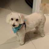 Pet sitter in markham