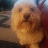 Miami, Florida, Pet Sitter