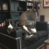 Occasional Midday Dog Care