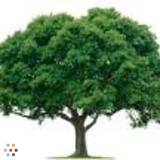 Landscaping and Handyman Service