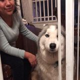 Dog Walker, Can walk long distances