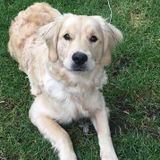 Interested In an Animal Caregiver Job in Geneva, Illinois