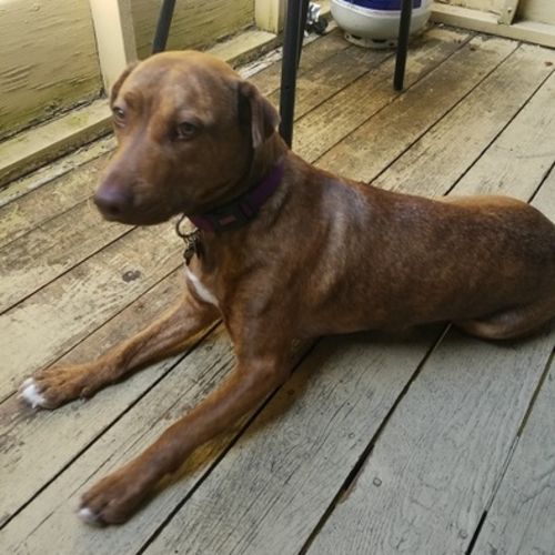 Pet Care Job Gerald S's Profile Picture