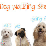 Cheapest Dog Walker In Nevada!