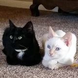 Needing someone calm and patient to take care of your furry friends? Send me a message!