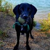 Rochester Pet Care Provider Seeking Work