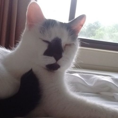 Pet Care Job Carolyn C's Profile Picture