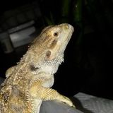 Certified veterinary assistant and animal lover/keepers of All types . Especially exotics!