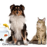 Ranger & Friends Professional petsitters