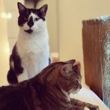 Looking for cat sitter