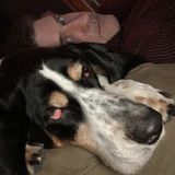 I love animals