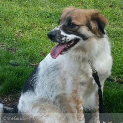 Pet Care Job Kirsten F's Profile Picture