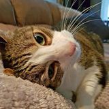 Care and cuddles needed for a senior kitty!