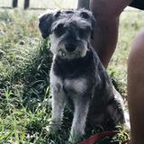 Available For a Pet Care Provider Opportunity in Queens or Manhattan