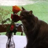Jenison Pet Sitting, Walking, Grooming, and a friend for your furry critter!