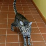 Hoping to Connect with Pet Sitters