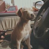 Talented Dog Walking Available Now!