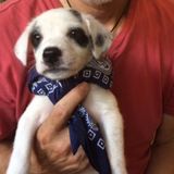 Experienced pet care - All aspects