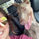 Skilled Petsitter Available Immediately