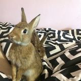 A good pet sitter needed for two beautiful female bunnies give me a call at if you are interested!