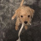 Pet sitting and dog walking business !