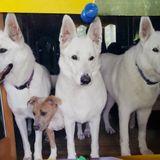 Great Dog Walker for Hire, sitter, feed, cats, parrots, all types animals