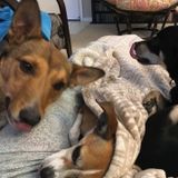 Pet-Loving Teenager Looking for Work