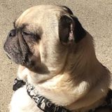 Responsible Flexible Pet Sitter Available