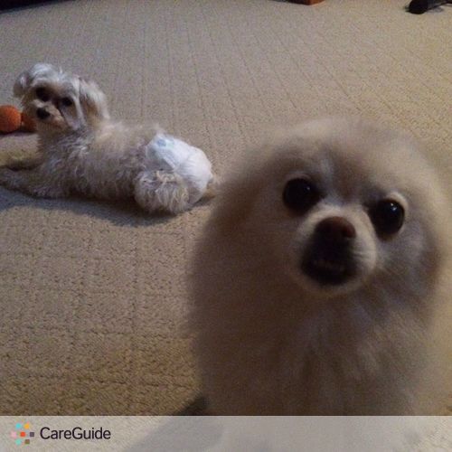 Pet Care Provider Cynthia K's Profile Picture