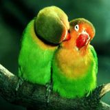 Available: All types of parrots sitter in Edmonton