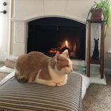 Pet sitting our cat over Christmas
