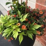 Experienced Gardener, stager
