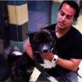 Experienced dog walker/sitter with animal behavior training