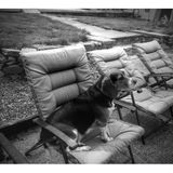Seeking Elkins Park dog sitting/walking job