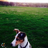 Dog Walker Needed