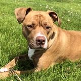 Interviewing For Oswego Dog Walking/Sitting Jobs