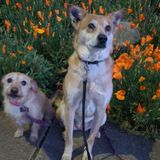 Available: Polite and experienced Pet Service Provider in Morgan Hill, California