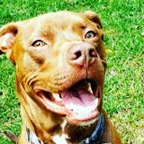 Looking for occasional in house pet sitter for 1 dog & 2 cats