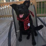 Experienced dog sitter/carer and owner of dogs!
