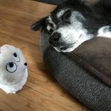 Semi retired Harvard grad. Love pets, walking dogs. Interested In Austin House Sitter Jobs