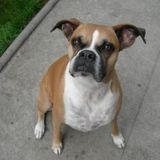 Honest Pet Sitter Available Immediately