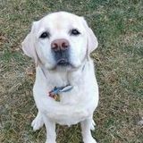 Opportunity: Huron Petsitter